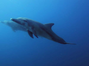 dolphin Komodo