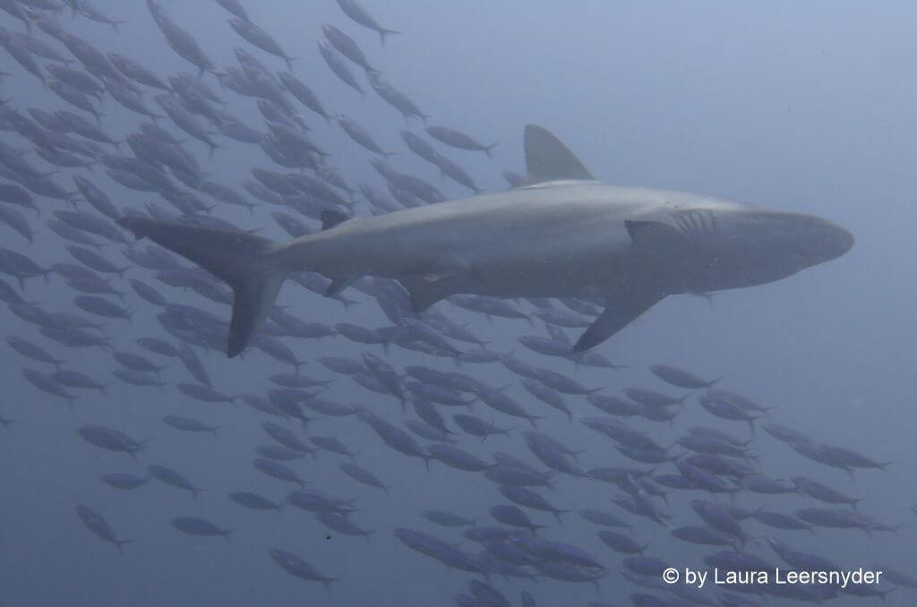 sharks of Komodo, grey reef shark