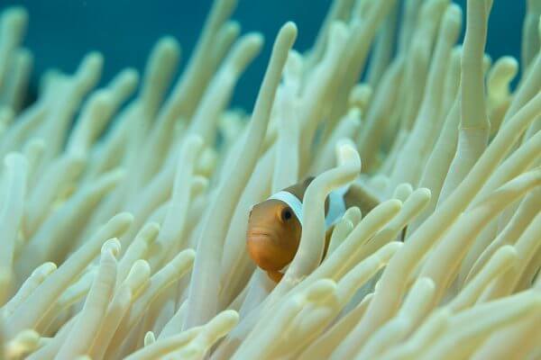 reef-friendly sunscreens