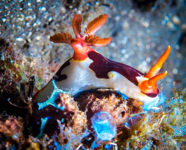 Nudibranch in Komodo National Park