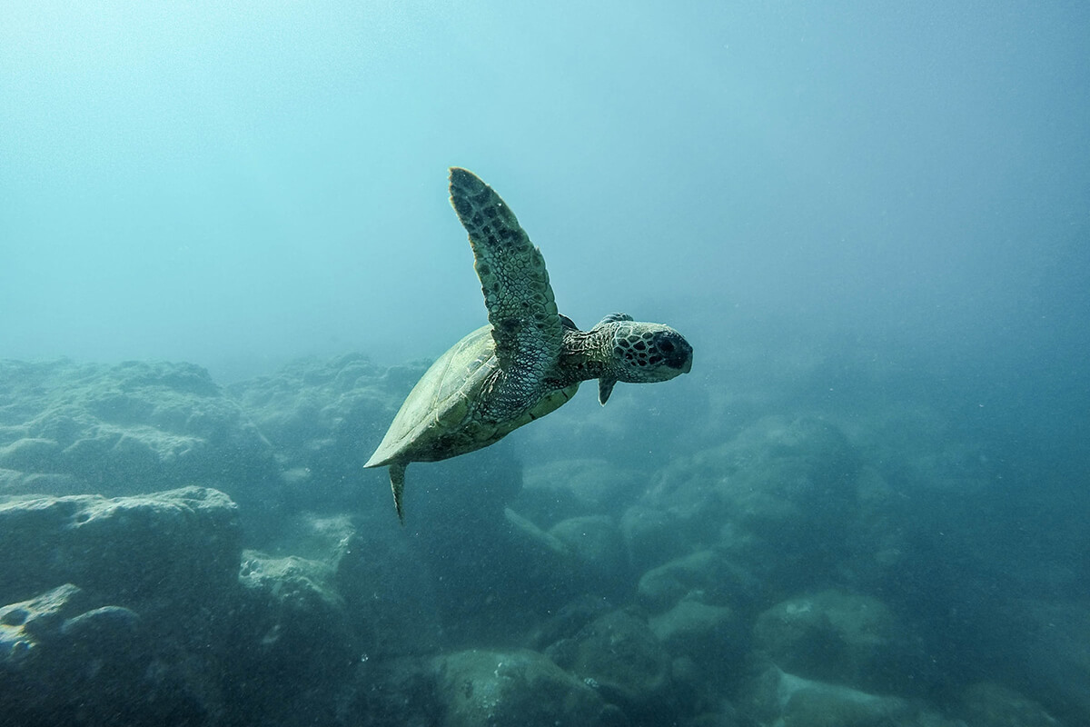 Plongée avec des tortues Bali