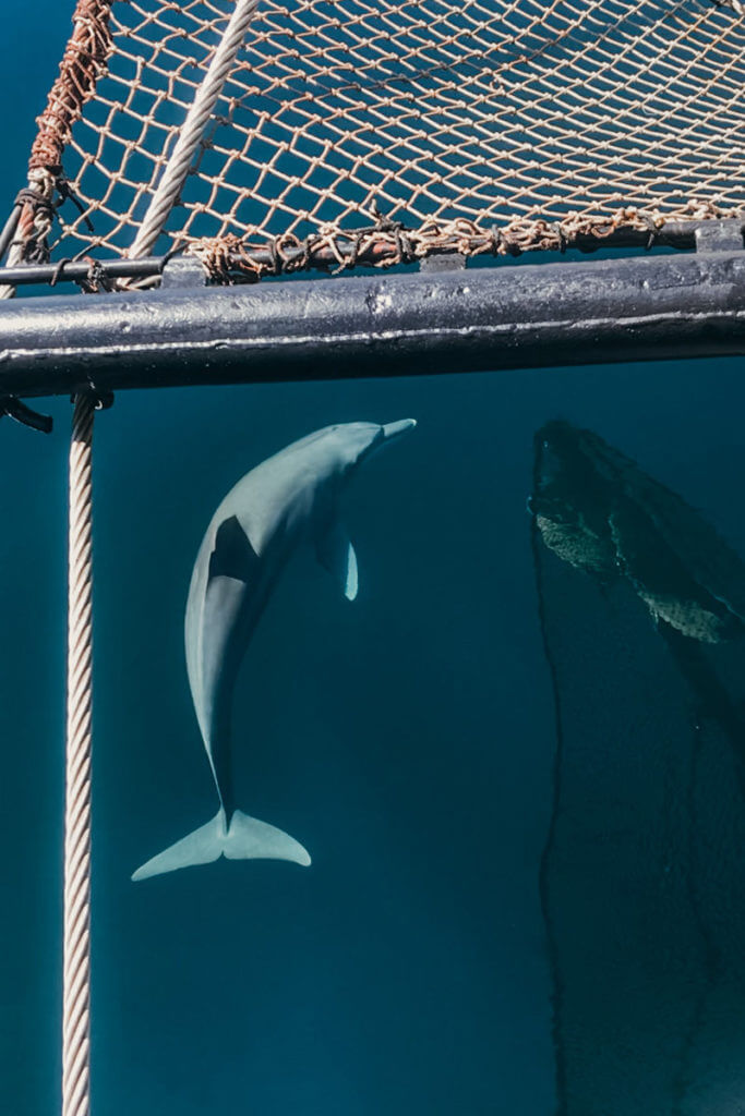 swimming with dolphins aboard Adelaar