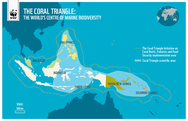 diving in the coral triangle