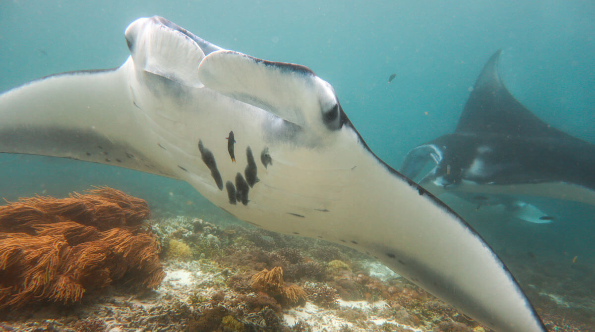 plonger avec des raies manta