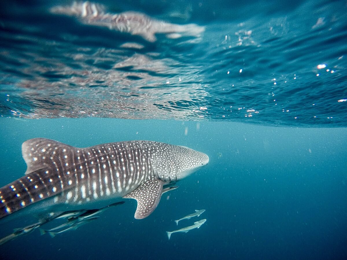 diving with whale sharks