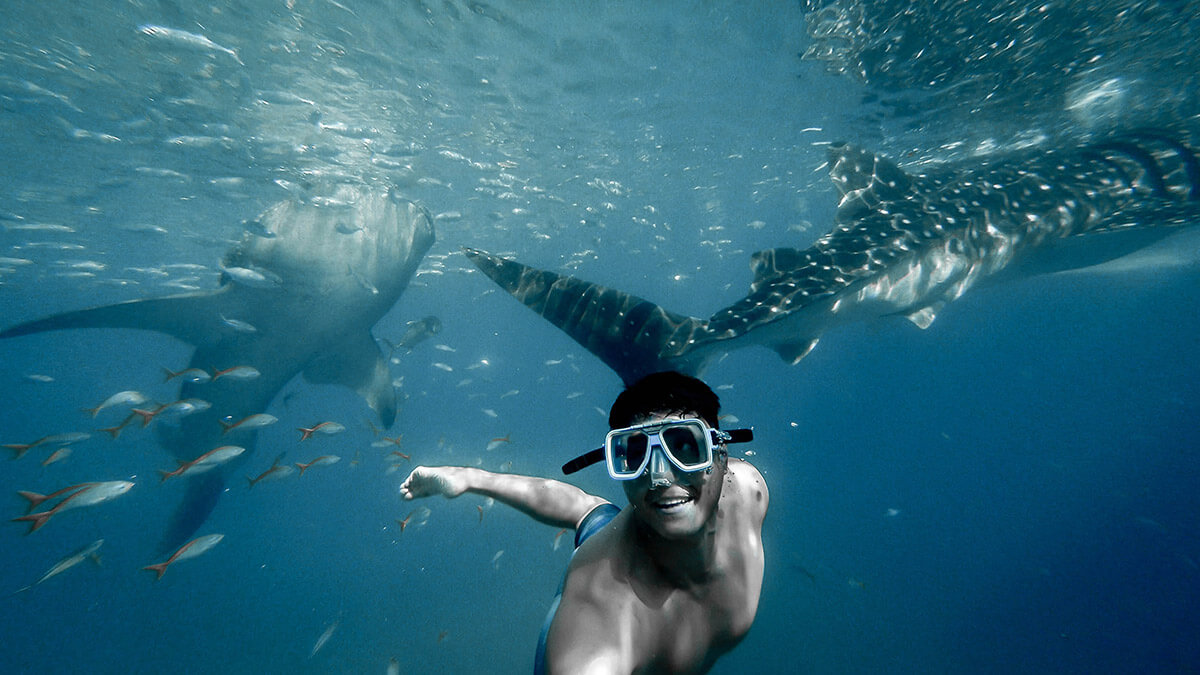 Nager avec des requins-baleines