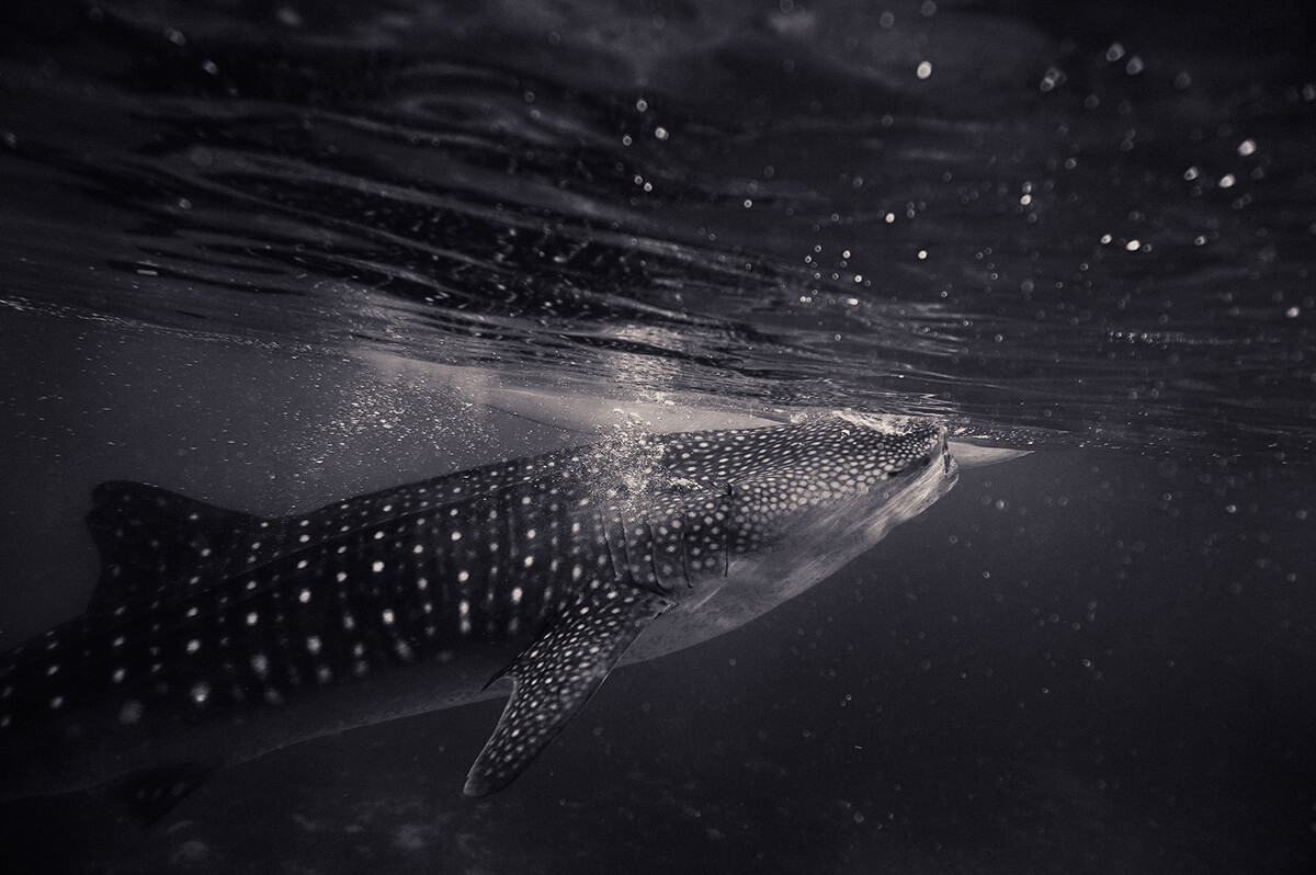 Whale sharks in Indonesia