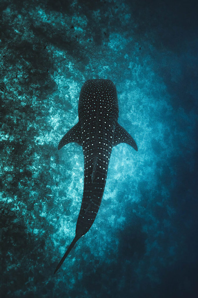 Whale shark conservation