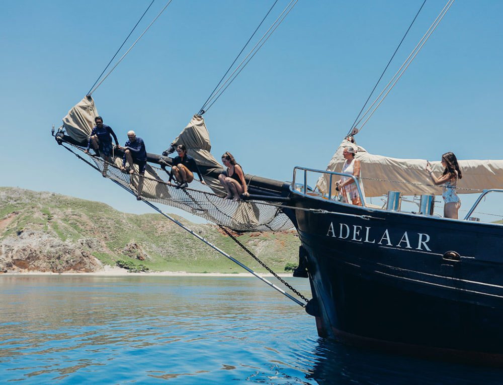 Dolphin Encounters In Komodo Aboard Adelaar - Adelaar Cruises