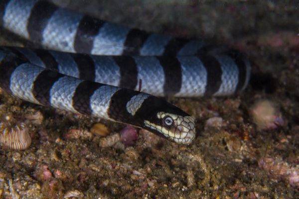 Banded Sea snake