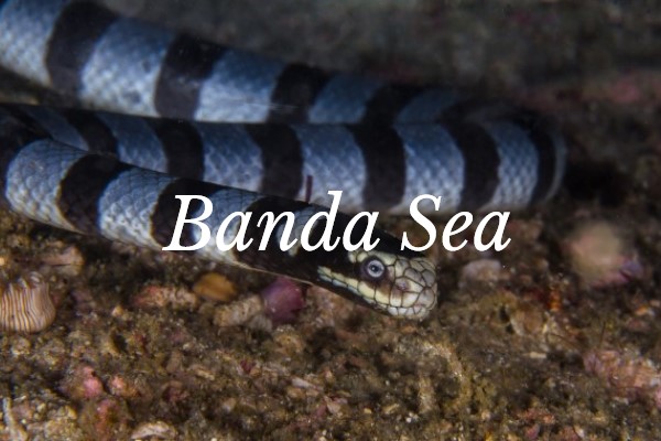Banda sea snake