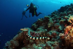 Sea Snake Manuk - Banda Sea LIveaboard