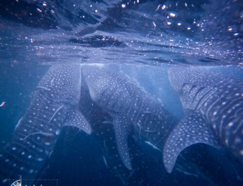 Les requins-baleines de Teluk Saleh, Sumbawa : une harmonie entre nature et communautés