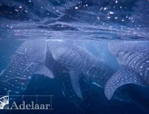 The Whale Sharks of Teluk Saleh, Sumbawa: A Harmony Between Nature and Communities