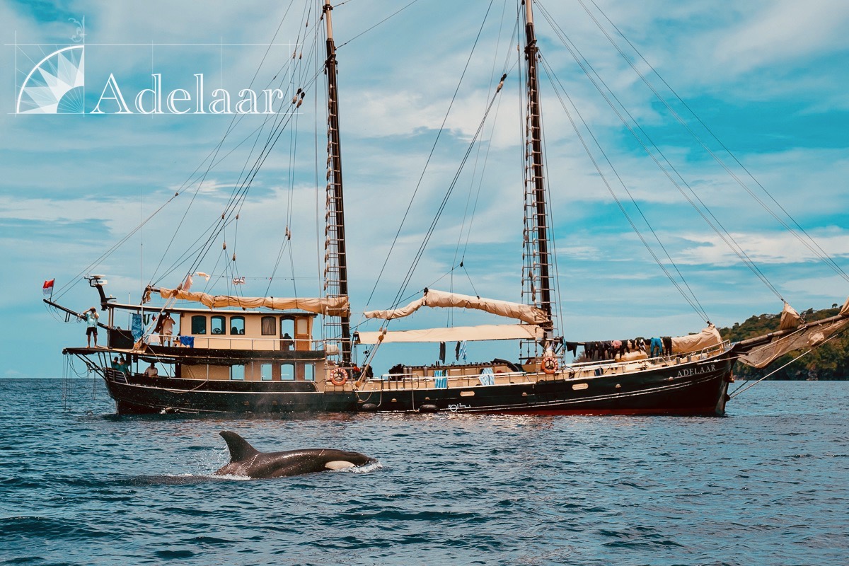 Orca in the Banda Sea during a diving cruise on Adelaar