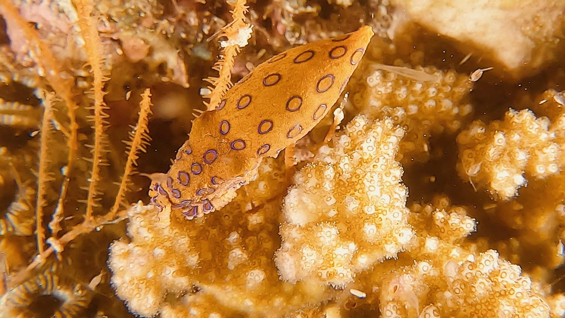 Blue Ring octopus