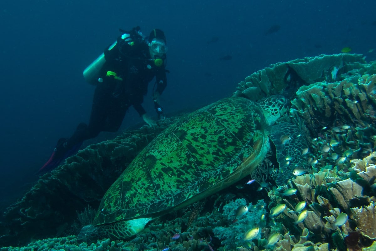 Diving with Turtles in Komodo