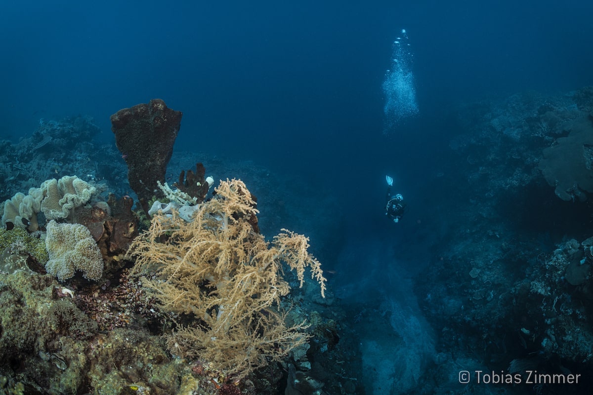 Banda Sea Diving