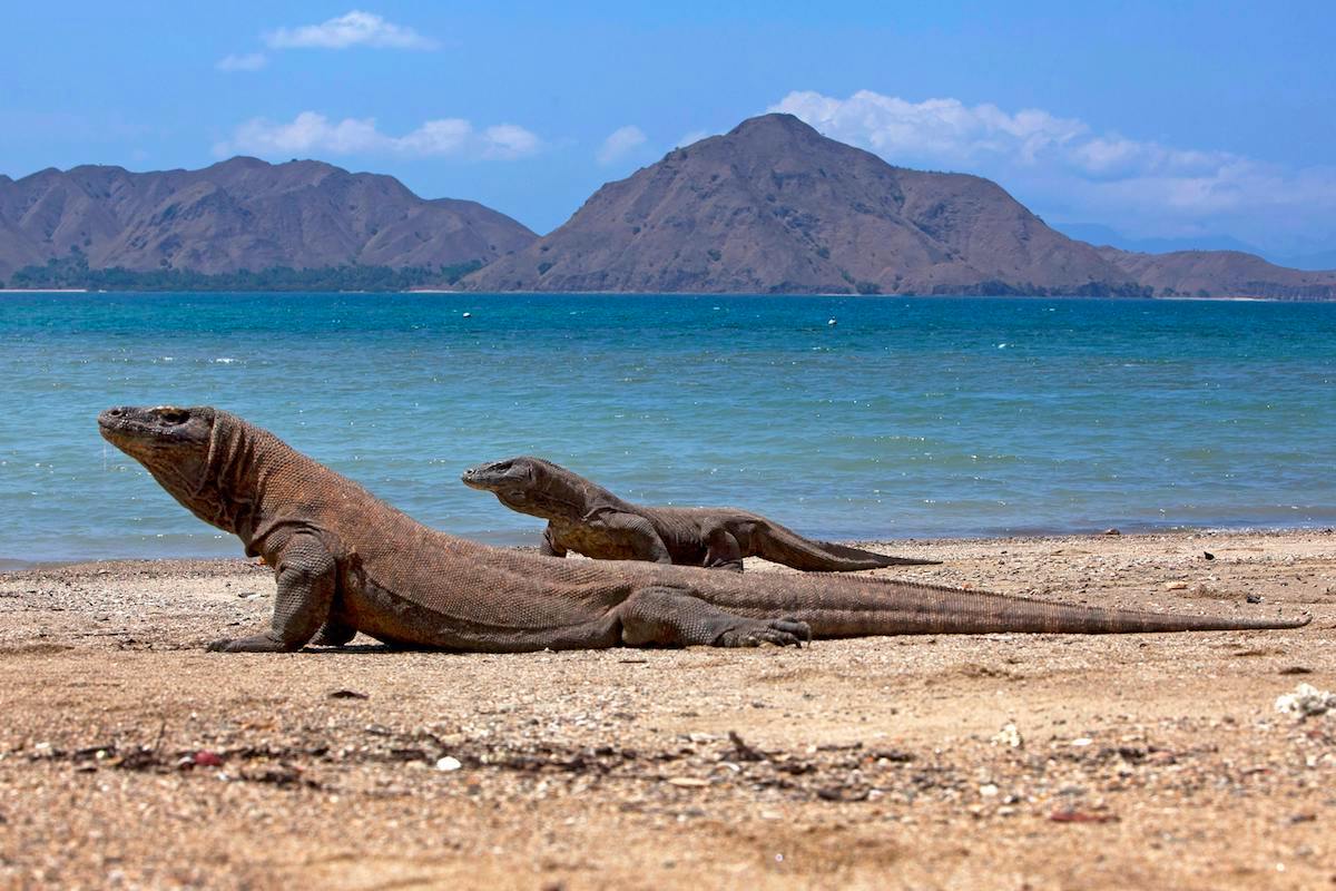 Komodo Dragons on the beach