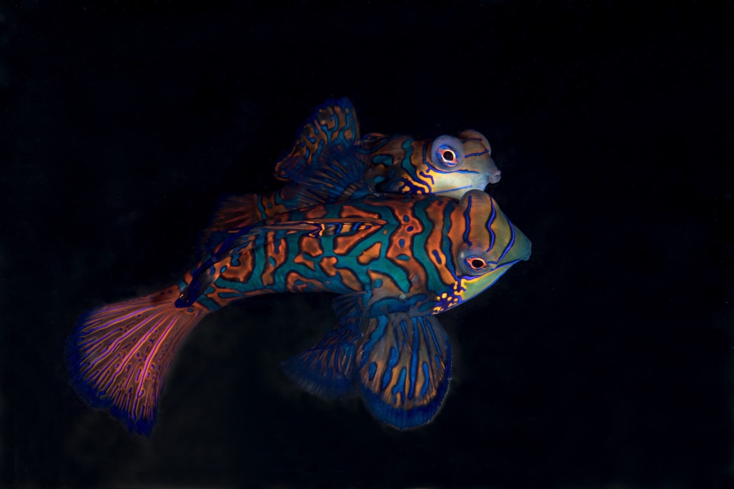 Mandarin Fish mating in Ambon