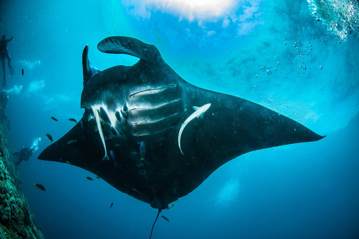 Oceanic manta - manta Alley Komodo
