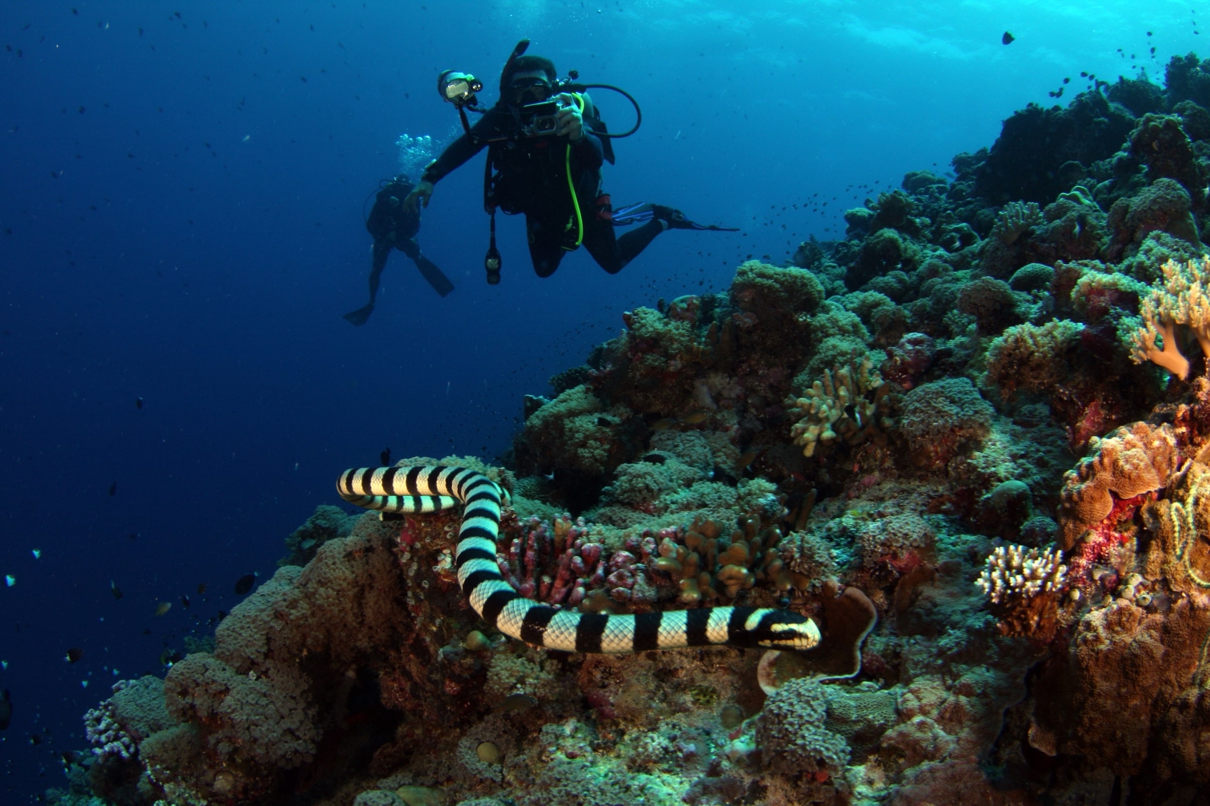Diving with Sea snakes in Manu & Gunung Api - Banda Sea