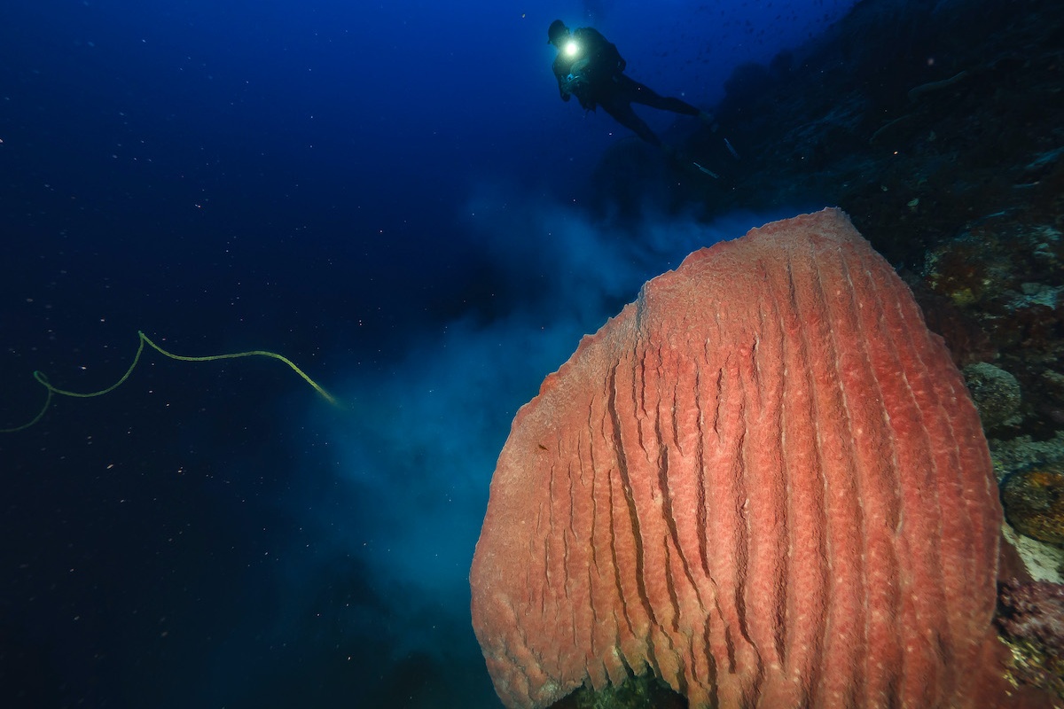 Spawning barrel sponge in the Banda Sea