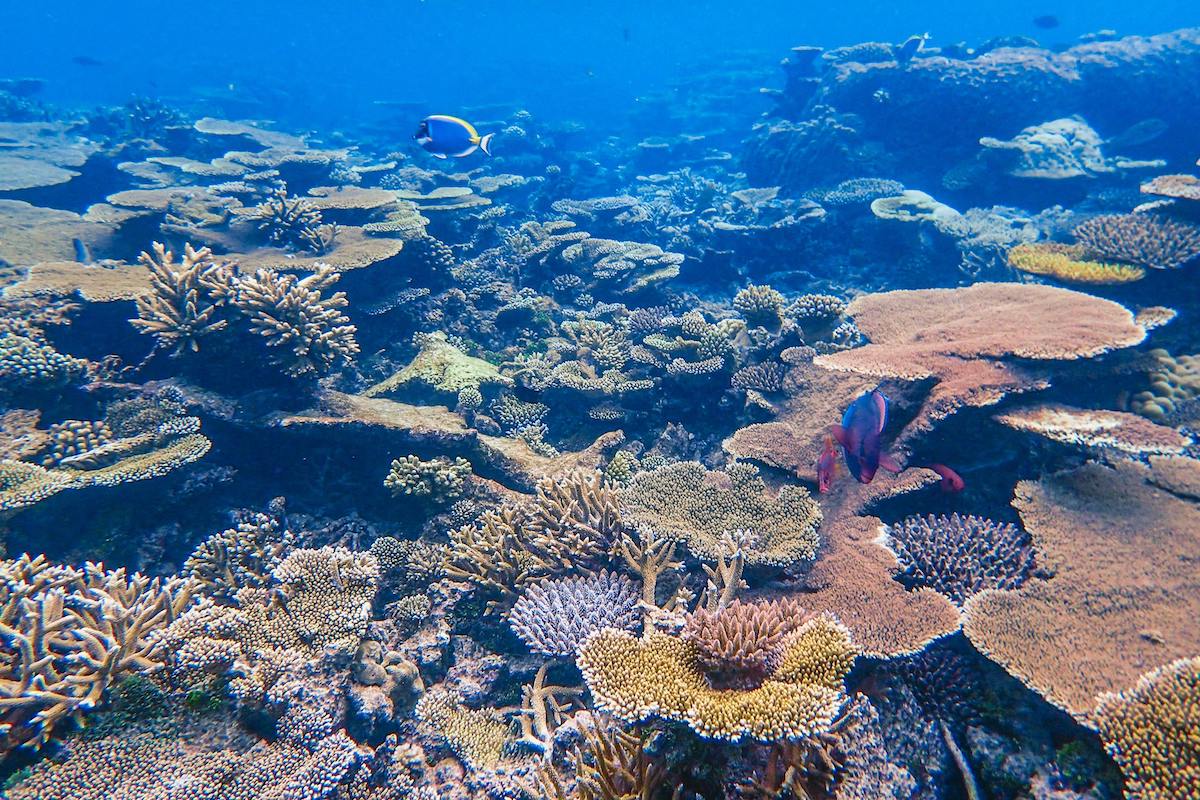 Table corals Komodo